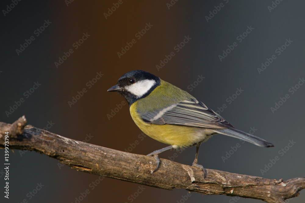 Fototapeta premium wildlife