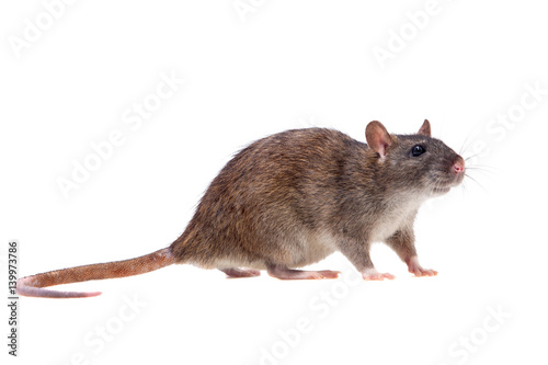 Common Rat on white