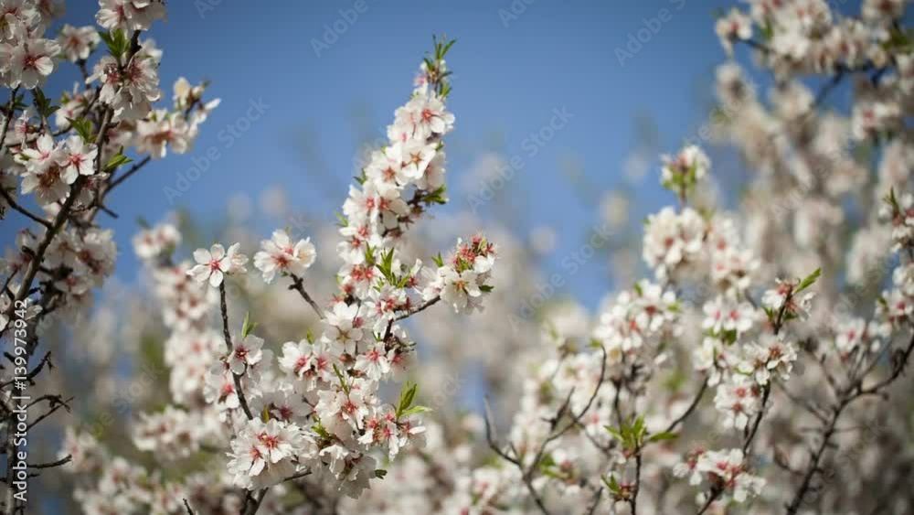 Flowering almond tree against the blue sky Flowering almond tree against the blue sky