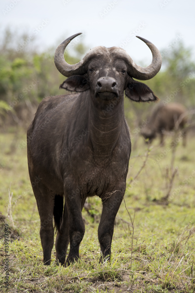 Buffle d'Afrique, Syncerus caffer, Parc national Kruger, Afrique du Sud