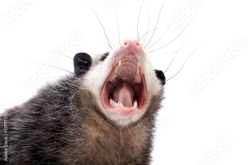 The Virginia opossum, Didelphis virginiana, on white