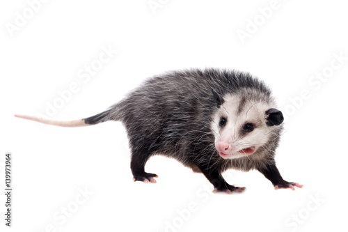 The Virginia opossum, Didelphis virginiana, on white photo
