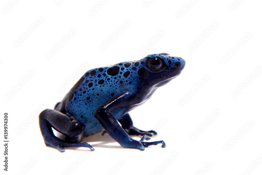 Fototapeta premium Blue Poison dart frog, Dendrobates tinctorius Azureus, on white