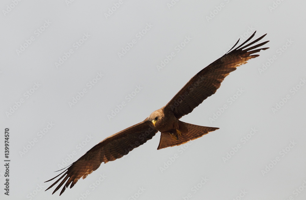 Obraz premium wildlife