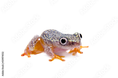 Madagascan reed frog  Heterixalus alboguttatus  on white