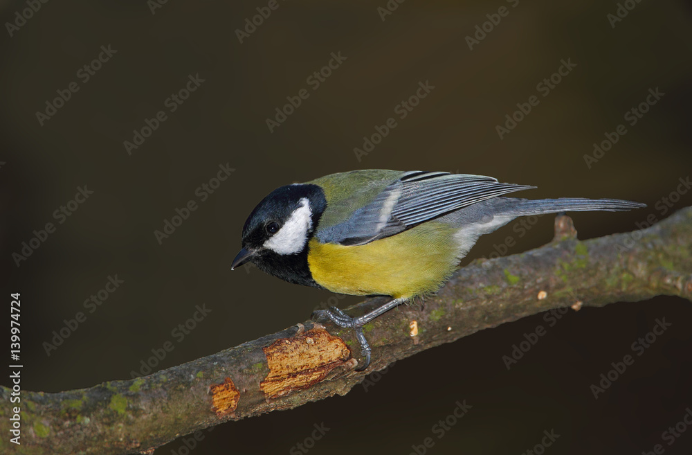 Naklejka premium wildlife