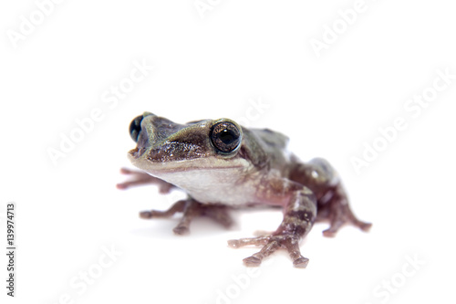 The shovel-headed tree frog, triprion petasatus, on white © Farinoza