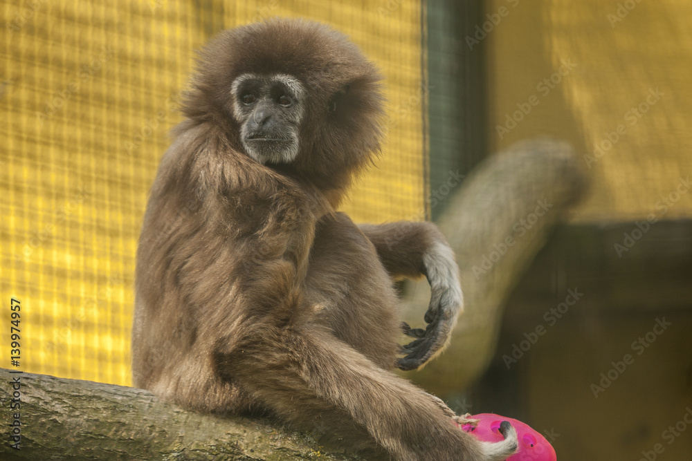 Obraz premium small monkey