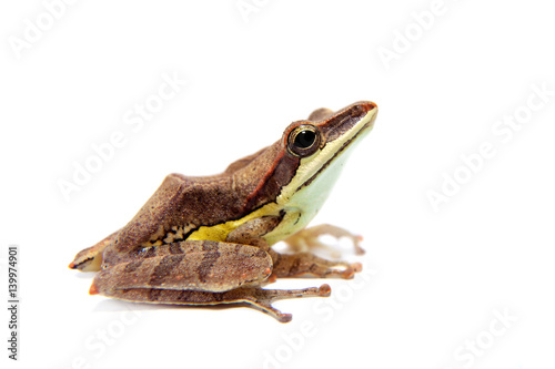 Gunther's whipping frog, montane hour-glass tree-frog, Taruga eques on white photo