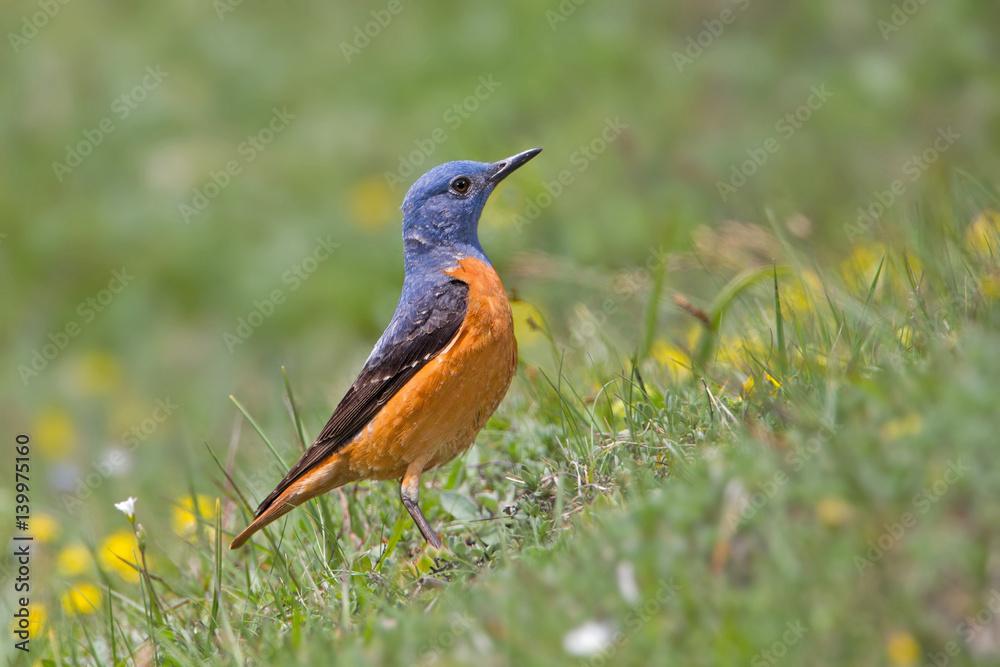 Fototapeta premium wildlife