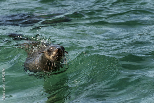 Bild auf Leinwand Cape Fur seal swimming in ocean off coast of South Africa