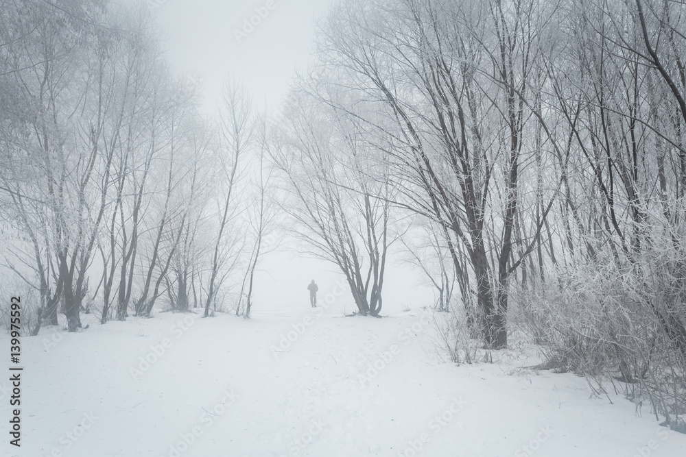Obraz premium Frosty trees at winter foggy park. Small figure of lonely man going away to the misty perspective.