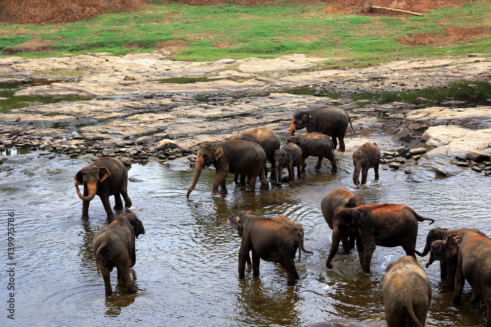 A large herd of brown elephants bathe in the river A large herd of brown elephants bathe in the river