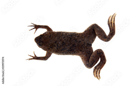Carvalho's Surinam toad on white