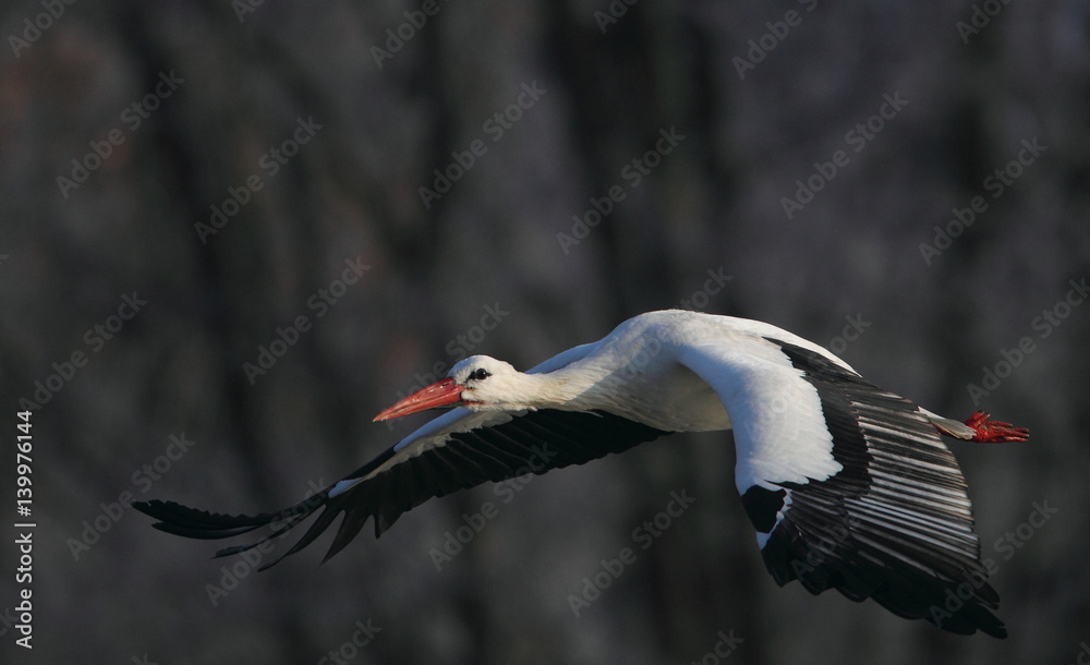Fototapeta premium Wildlife