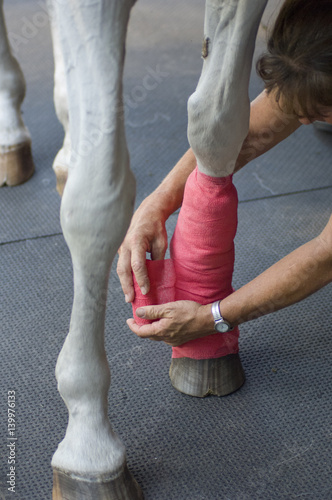 Woman vet wrapping horses front leg