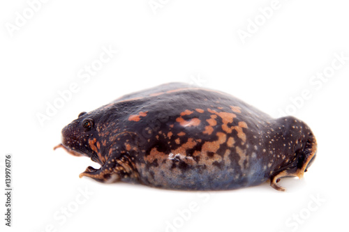 The Mexican burrowing toad on white