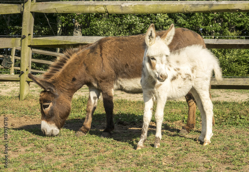 spotted miniature donkey jenny and foal