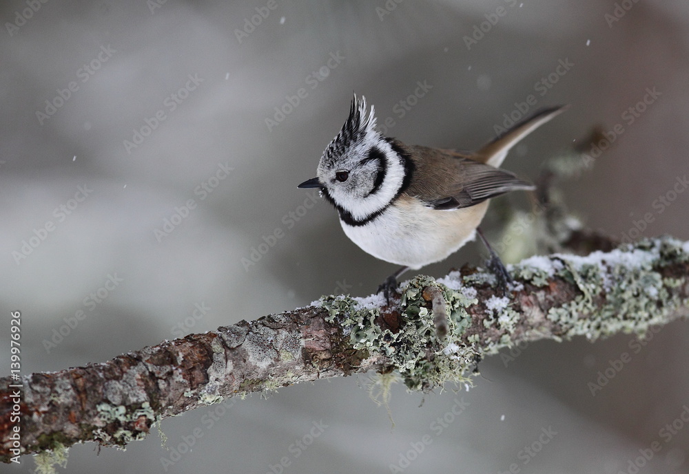 Obraz premium Wildlife