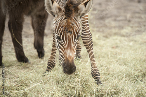 6 week old Grant Zebra foal © Mark J. Barrett