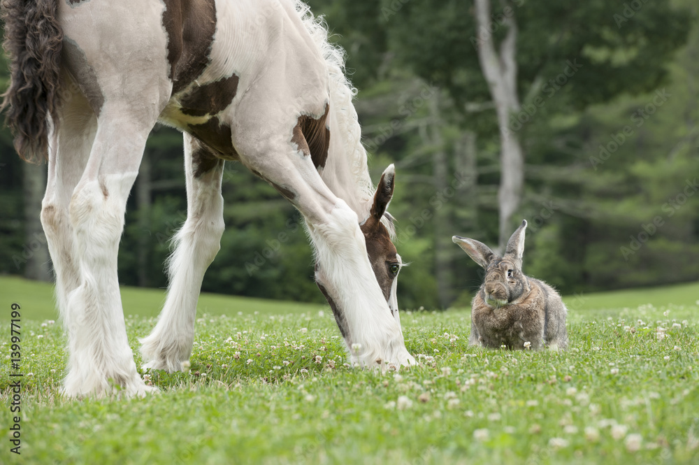 flemish giant rabbit and gypsy vanner horse foal graze clover Stock