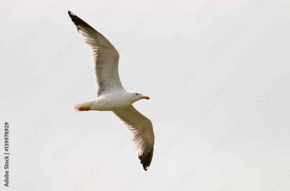 Obraz premium animal