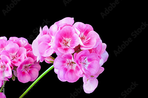 Fototapeta Naklejka Na Ścianę i Meble -  Pink garden geranium variety Rocky Mountain Pink.