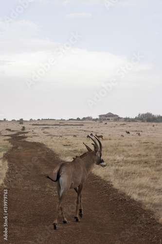 antelope on the road 