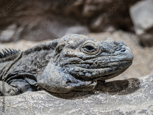 Grey Iguana on the stone