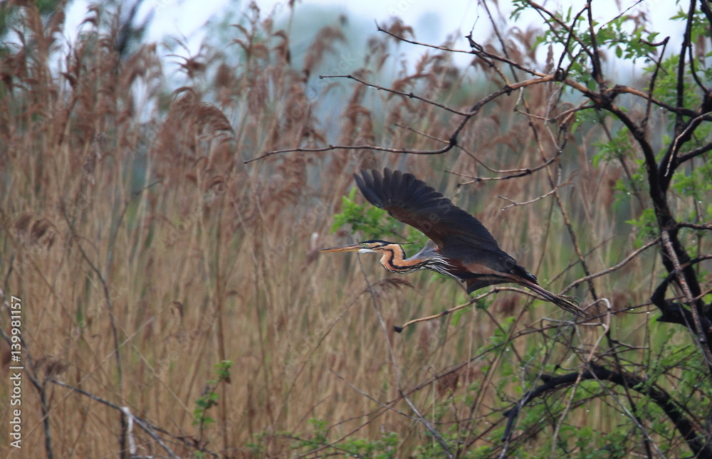 Naklejka premium animal