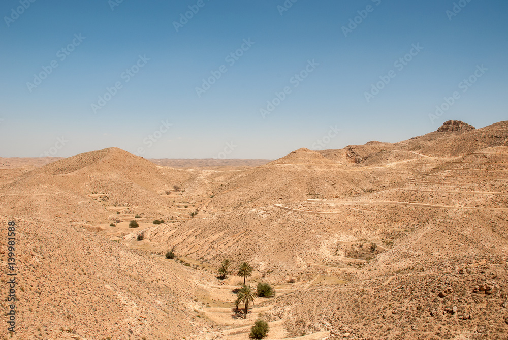 A trail among the palms in the desert