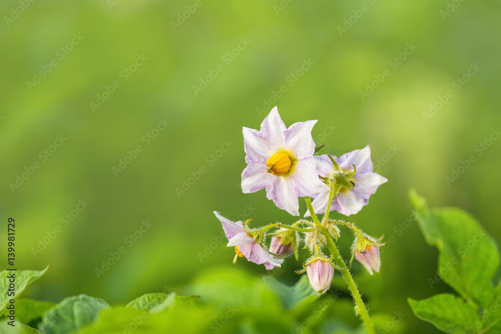Potato plant with rose flowers on the vegetable bed in sunny day Potato plant with rose flowers on the vegetable bed in sunny day