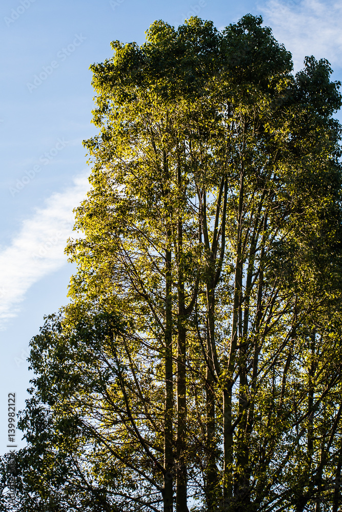 Obraz premium forest