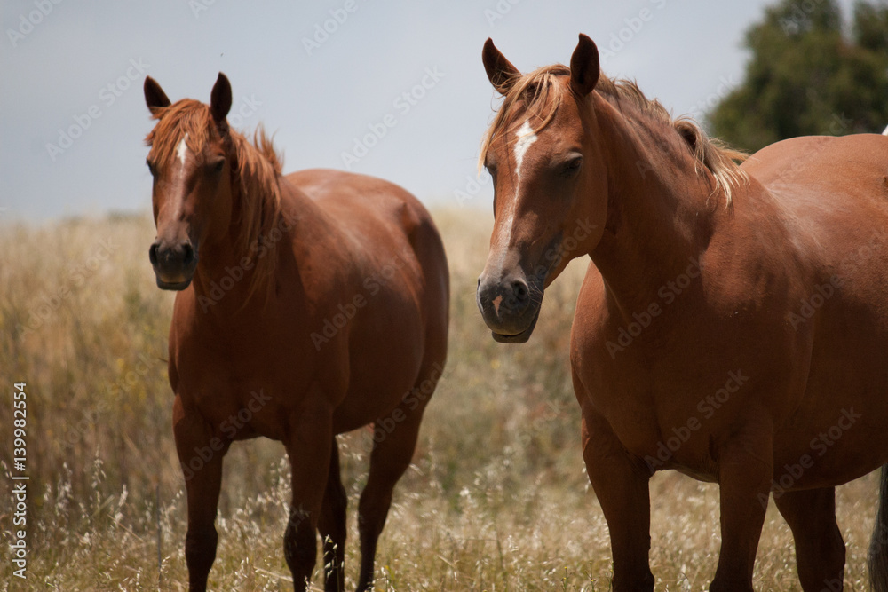 horses