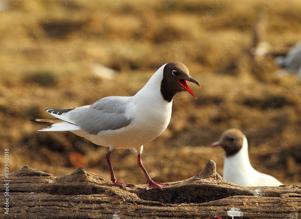 Fototapeta premium Animal