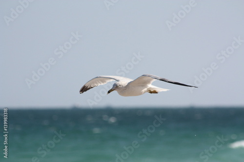 a sea gull in the wild photo