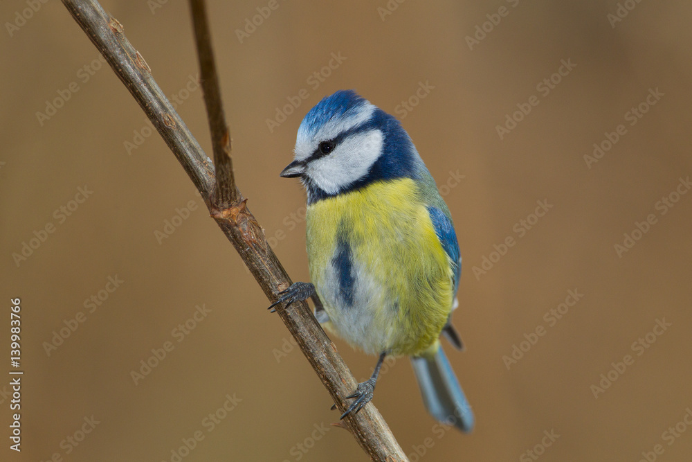 Naklejka premium Animal