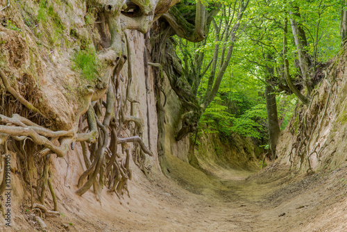 The roots gorge in Kazimierz Dolny