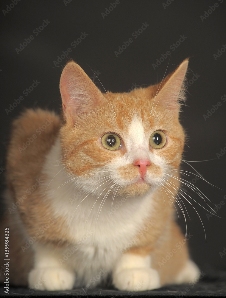 red with a white cat on a dark background