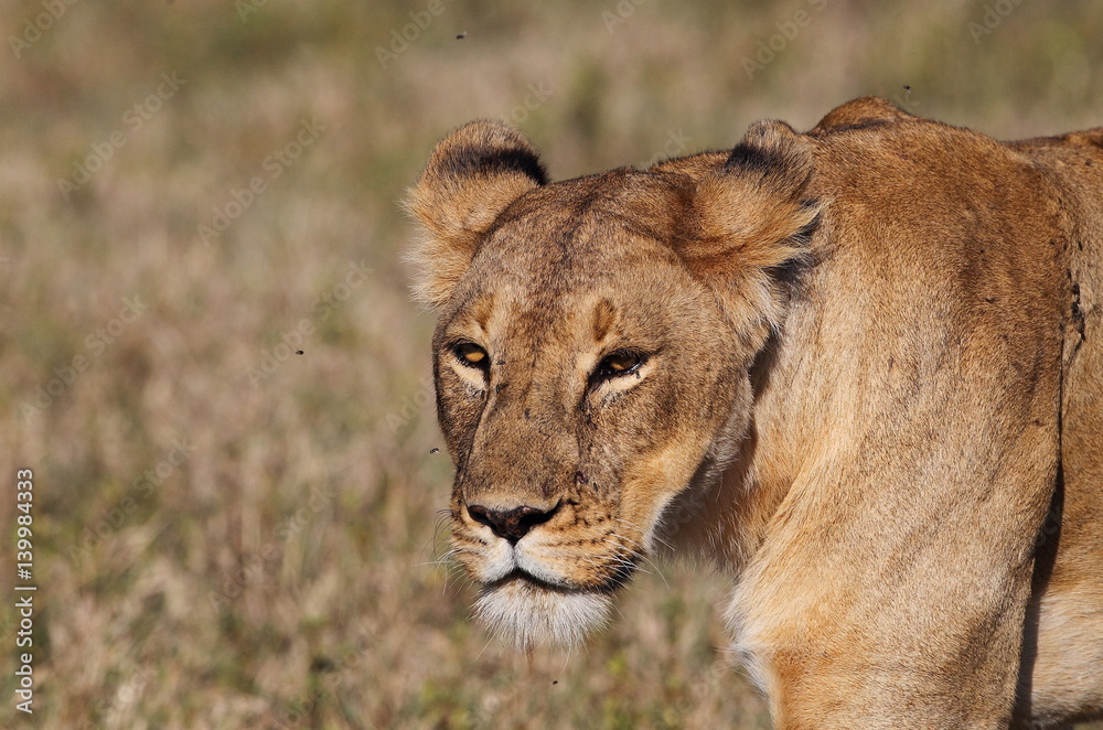 Obraz premium Animal