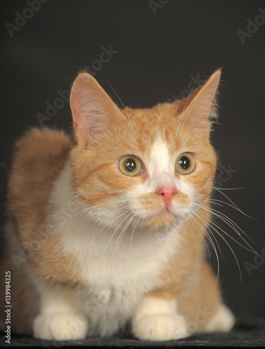 red with a white cat on a dark background