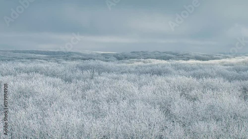 winter forest with a bird's eye view