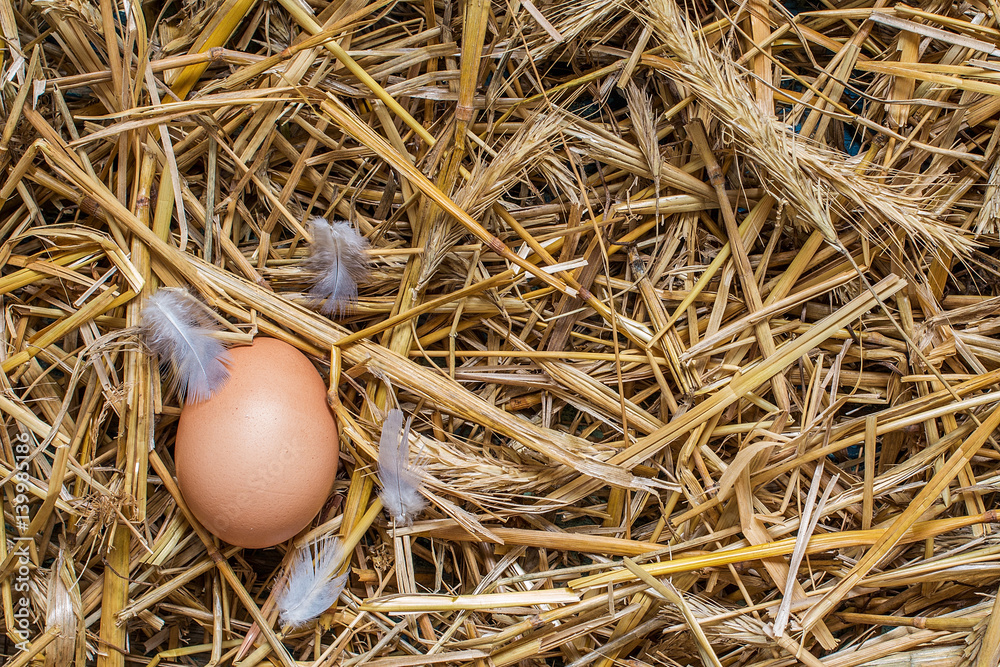 Top view eggs on nest at fresh farm Top view eggs on nest at fresh farm