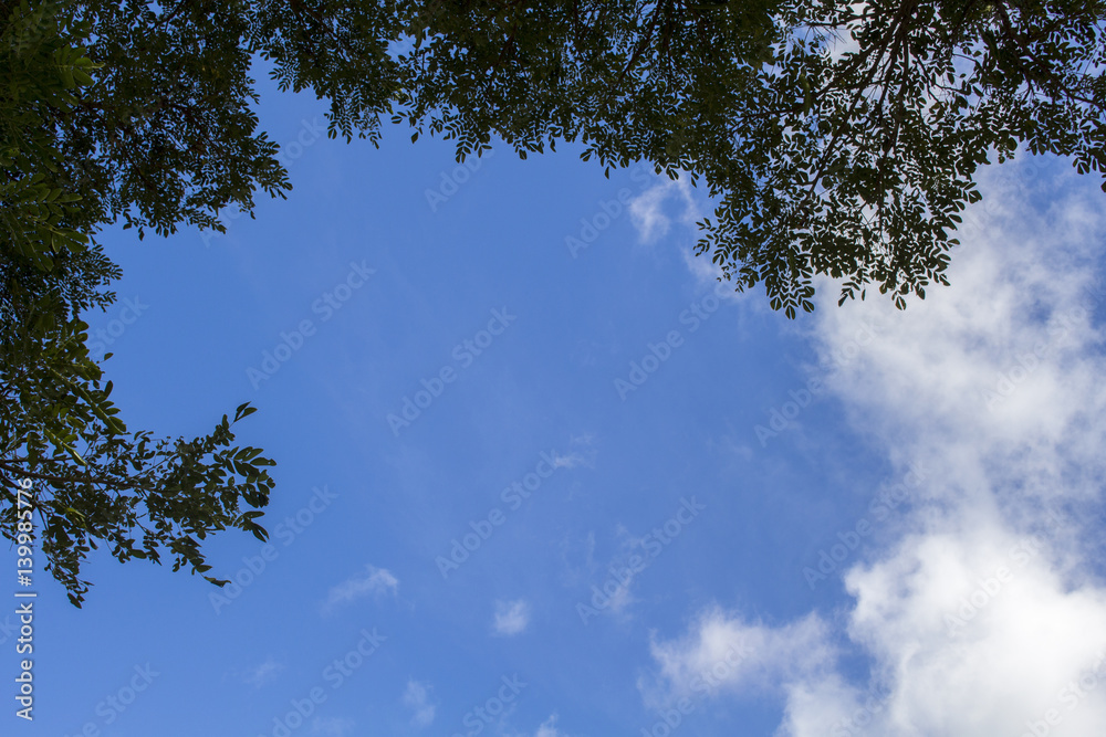 Natural background with blue sky and leaves. Tree branch silhouette.