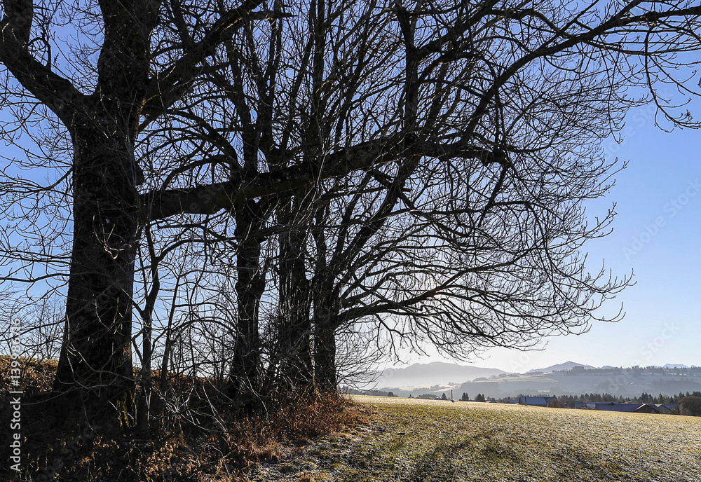 Kahle Bäume an frostiger Wiese im Allgäu bei Kempten Kahle Bäume an frostiger Wiese im Allgäu bei Kempten