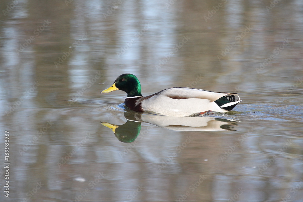 Fototapeta premium animal