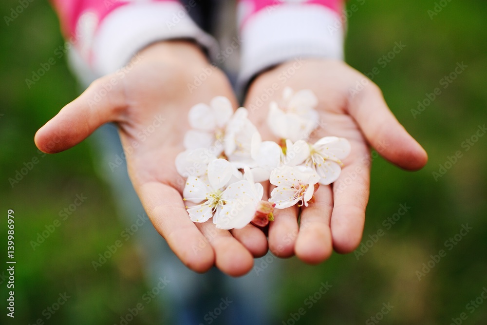 Small white flowers in children's hands. Spring Small white flowers in children's hands. Spring