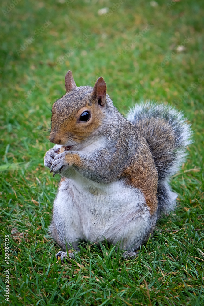 Obraz premium Close-up of a cute squirrel in a park in London