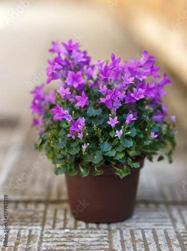 Fototapeta Naklejka Na Ścianę i Meble -  Small purple campanula flowers planted in brown pot on stone stairs
