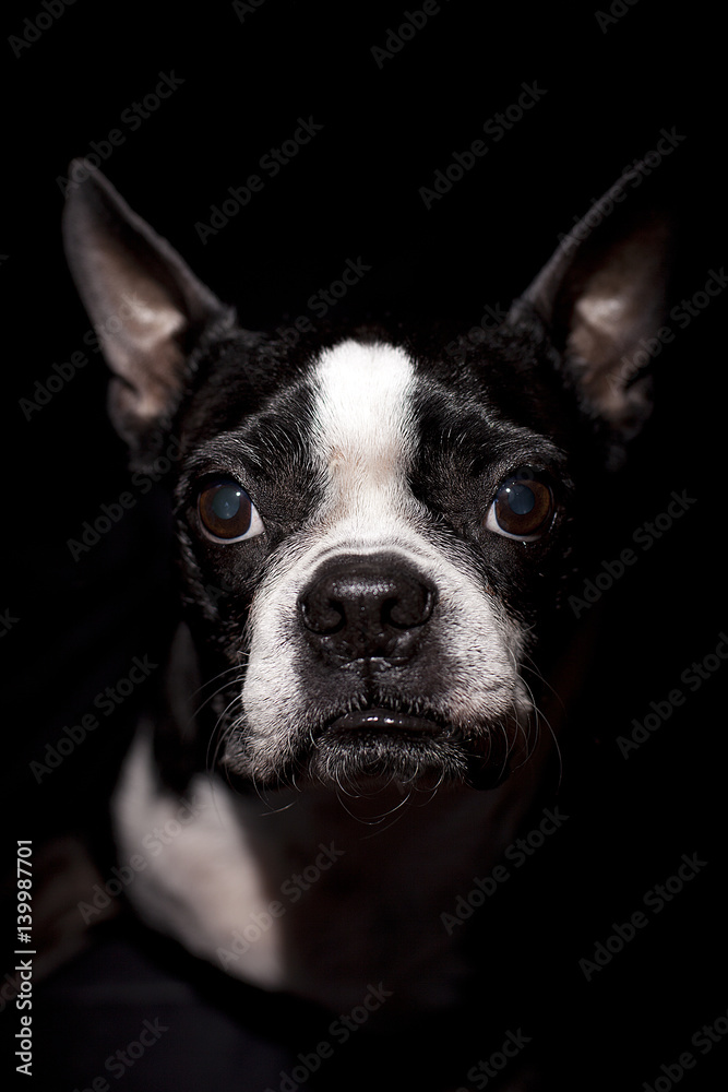 Boston terrier isolated on black background.